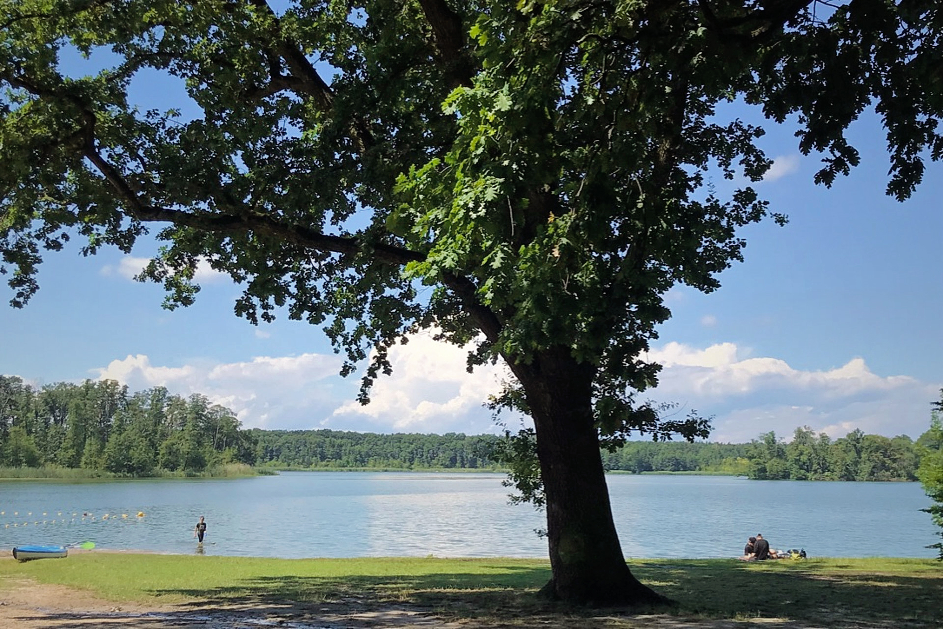 Brzeg jeziora z dużym drzewem na pierwszym planie, które zapewnia cień. Na trawie w pobliżu wody odpoczywają ludzie, a w oddali widać gęsty las otaczający jezioro. Spokojna sceneria z czystym niebem i delikatnymi chmurami tworzy relaksującą, naturalną atmosferę.